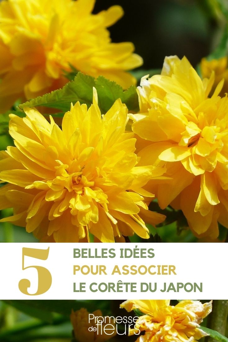 Combining Kerria Japonica in the Garden

Kerria japonica, commonly known as Japanese kerria or {glossary:Japanese rose}, is a delightful addition to any garden due to its vibrant yellow flowers and arching green stems. When planning your garden, consider pairing this ornamental shrub with other plants that complement its texture and colour palette.

1. **Underplanting with Shade-loving Perennials**: Kerria japonica thrives in partial shade, making it an excellent companion for shade-loving perennials. Consider underplanting it with hostas or ferns, which will provide a lush, green backdrop throughout the growing season.

2. **Creating Contrasts with Flowering Shrubs**: To create a visually striking contrast, pair Kerria japonica with shrubs that have purple or deep blue flowers, such as Rhododendron or Azalea. This contrast not only highlights the bright yellow of the Japanese kerria but also adds depth to your garden design.

3. **Enhancing Textural Diversity**: For a garden rich in texture, combine Kerria japonica with plants that have different leaf shapes and sizes. The fine, textured foliage of ornamental grasses or the large leaves of magnolias can complement the slender, arching branches of the kerria.

4. **Seasonal Colour Coordination**: Plan your garden so that plants around the Kerria japonica provide interest in other seasons. For instance, spring bulbs like tulips and daffodils can offer early bursts of colour, while the kerria blooms in mid-spring.

By thoughtfully combining Kerria japonica with other plants, you can enhance both its beauty and the overall appeal of your garden. Whether you're aiming for a serene shade garden or a vibrant mixed border, this versatile shrub can play a key role in achieving your gardening goals.