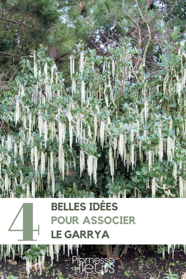 Pairing the Garrya Pairing the Garrya