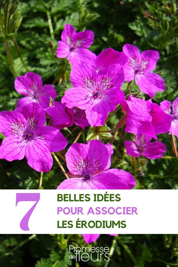 Perennial Pairing: Erodium