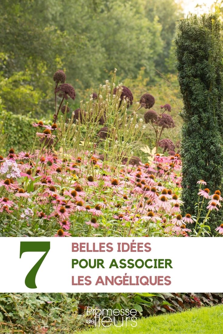 Pairing Angelicas Pairing Angelicas