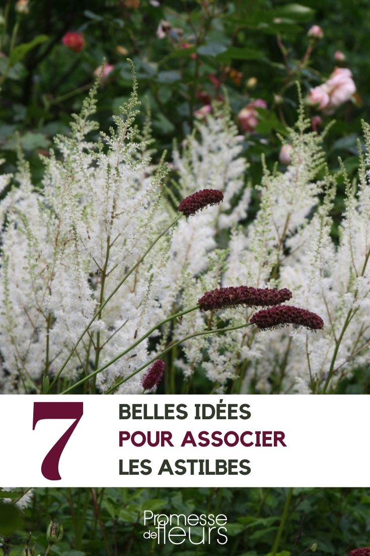 Pairing Astilbes