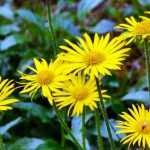 Buphthalmum: Planting and Cultivation