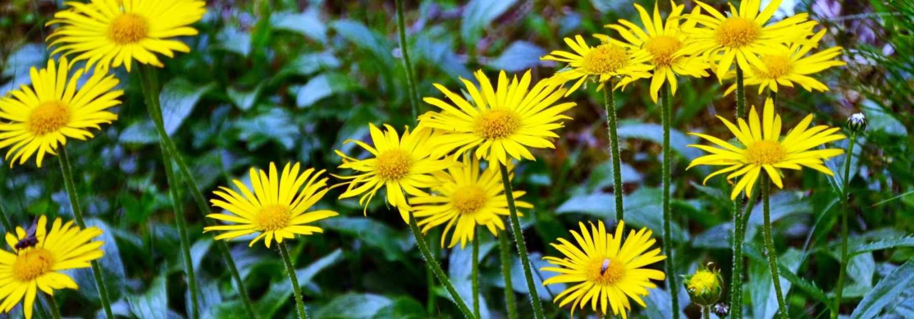 Buphthalmum: Planting and Cultivation
