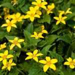 Chrysogonum: Planting, Growing and Care
