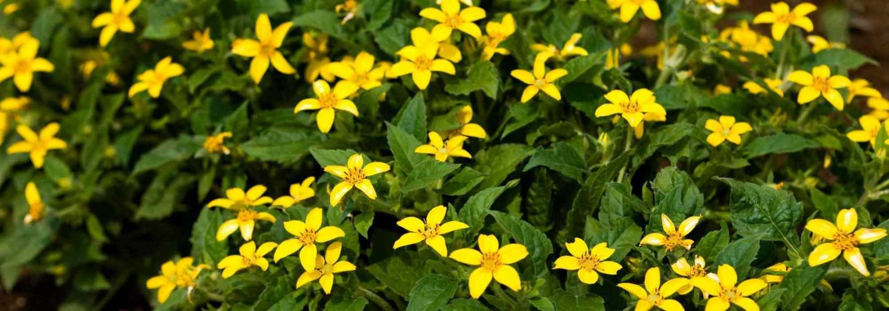 Chrysogonum: Planting, Growing and Care