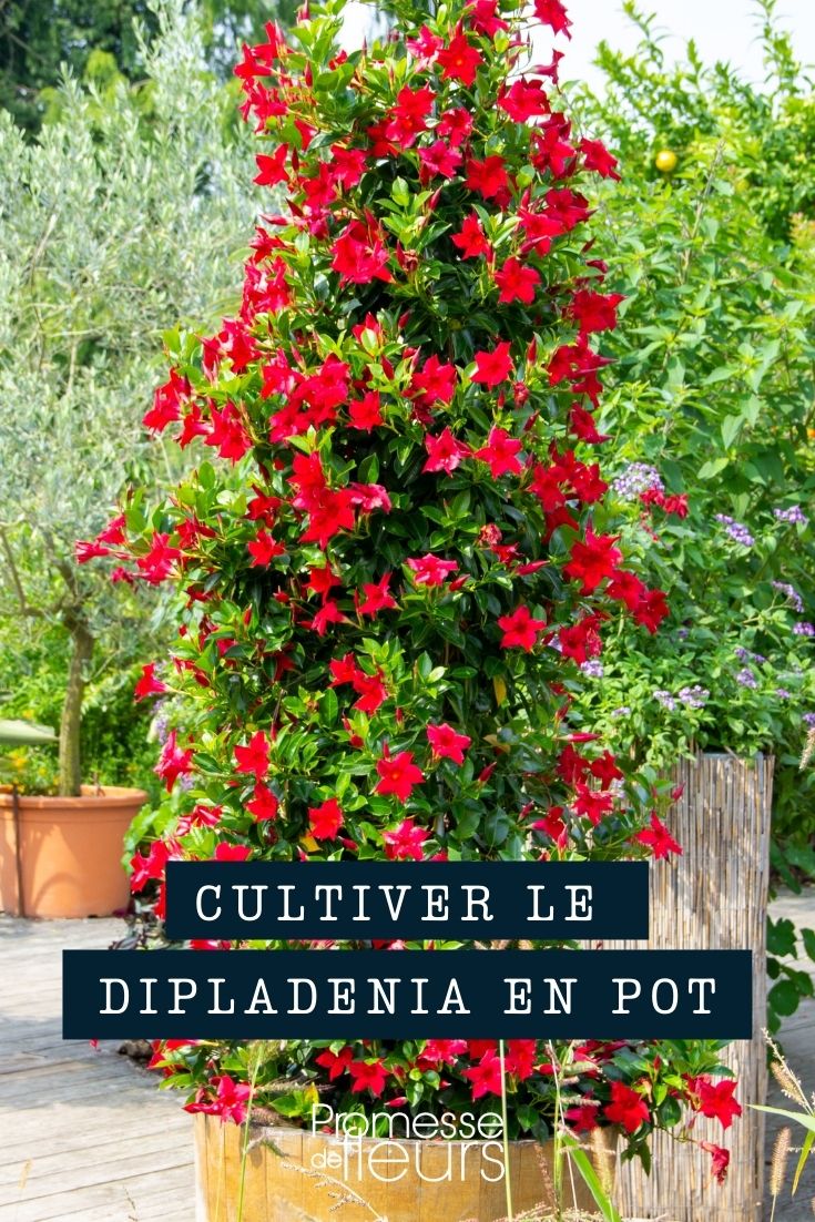 Cultivating Dipladenia in Pots and Planters

Dipladenia, a vibrant and enchanting flowering young plant, thrives beautifully when grown in containers such as pots and planters. This method not only enhances the aesthetic appeal of your garden or balcony but also allows for better control over the growing conditions, ensuring your Dipladenia flourishes.

### Choosing the Right Container

Selecting an appropriate container is crucial for the health of your Dipladenia. Ensure the pot or planter has adequate drainage holes to prevent waterlogging, which can lead to root rot. A container made of breathable material like terracotta is ideal, though plastic or resin containers are also suitable if they have good drainage.

### Soil and Planting

Dipladenia requires well-draining, fertile soil. Opt for a high-quality potting mix designed for container gardening. When planting, position the young plant so that the top of the root ball is just below the rim of the container, allowing space for watering.

### Location and Sunlight

Position your container in a spot that receives partial to full sunlight. Dipladenia thrives in bright, indirect light but can also tolerate direct sunlight if acclimated gradually. Avoid placing your young plants in overly shaded areas, as this can impede their growth and flowering.

### Watering and Feeding

Water your Dipladenia when the top inch of soil feels dry to the touch. Be cautious not to overwater, as Dipladenia does not like to sit in wet soil. During the growing season, feed your young plants every two weeks with a balanced, water-soluble fertilizer to promote vigorous growth and abundant flowering.

### General Care

Regularly check for pests such as spider mites and treat them promptly. Pruning is not typically necessary, but you may trim any dead or damaged branches to keep your Dipladenia looking its best.

By following these simple guidelines, your Dipladenia will be a stunning addition to your container garden, bringing a touch of tropical elegance to your outdoor or indoor space.