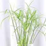 Growing a papyrus or cyperus in a pot