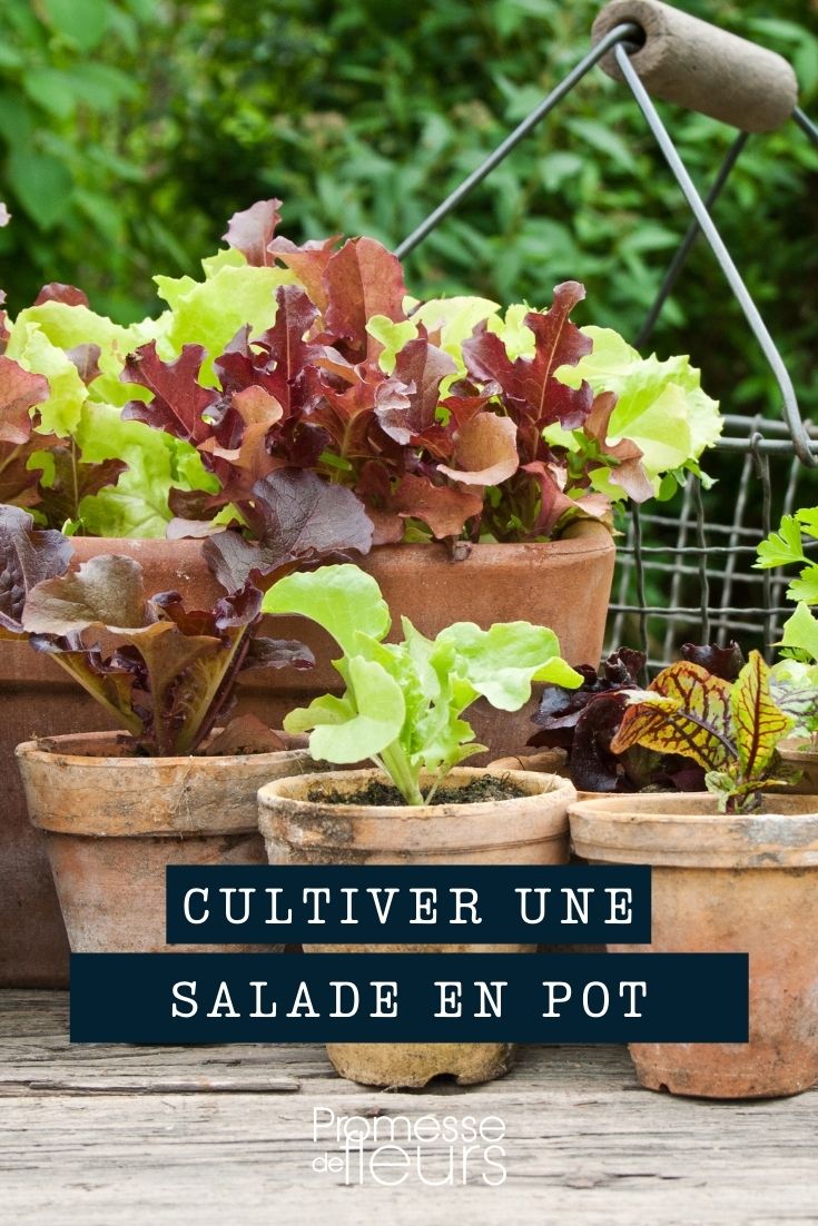 Growing Salad in Pots and Planters