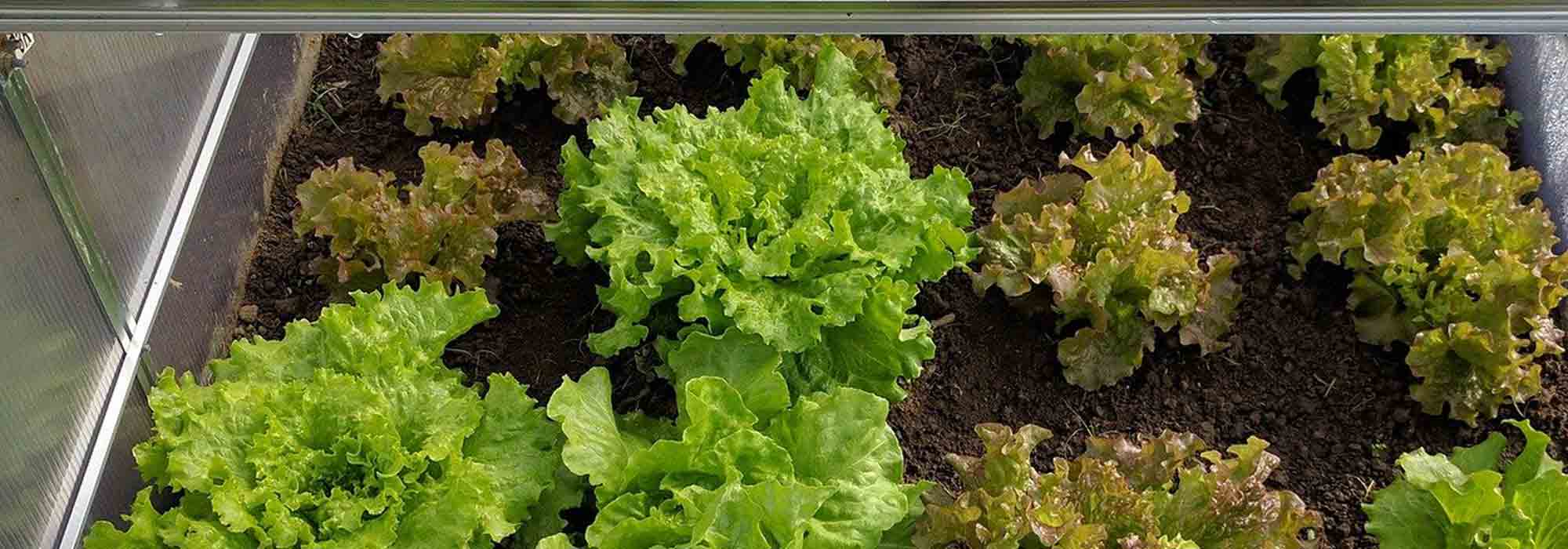 Growing lettuce under cover