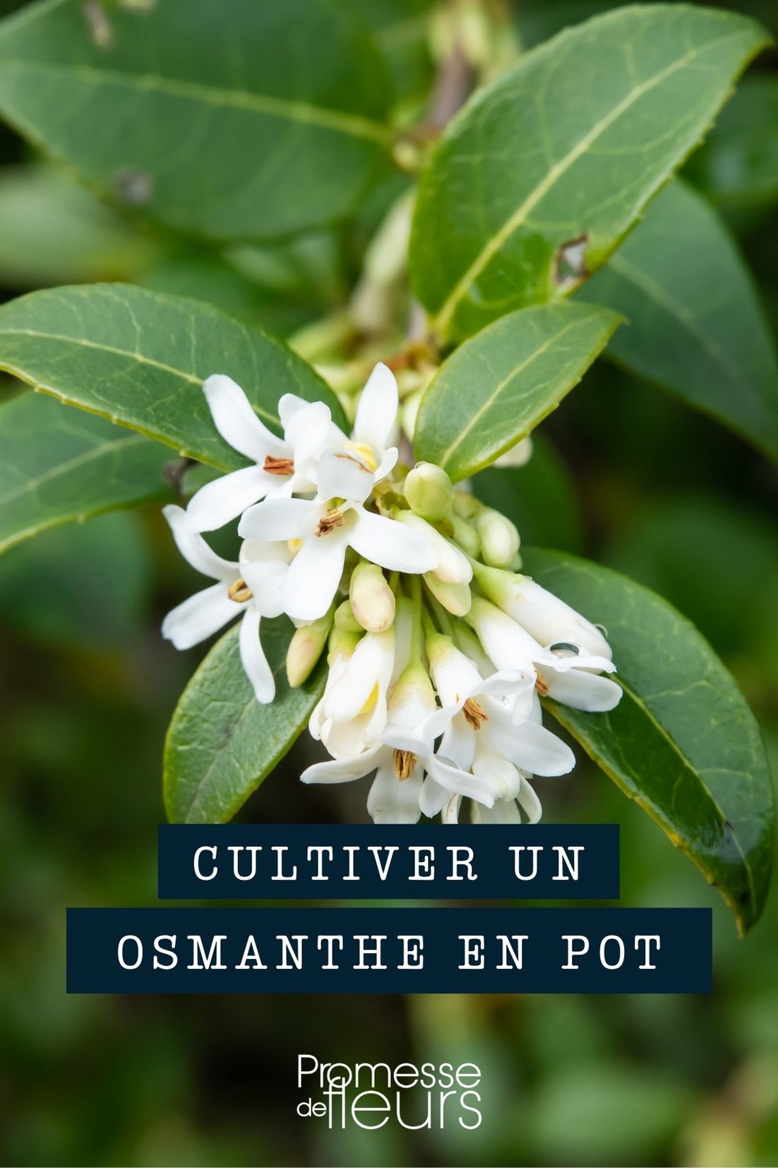 Growing Osmanthus in Pots and Planters
