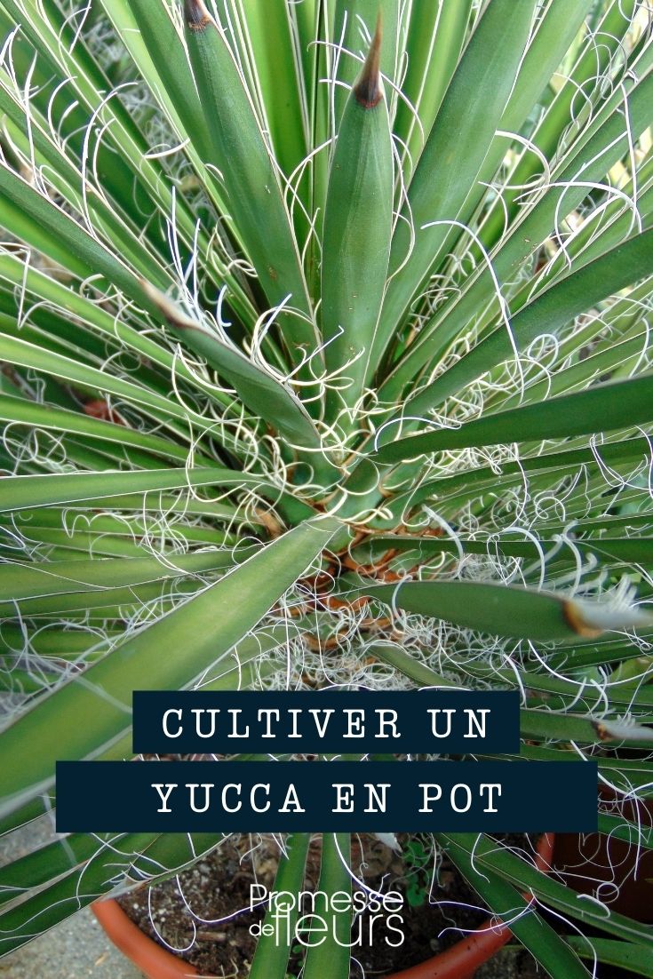 Planting a Yucca in a Pot, Planter, or Container