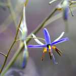 Dianella: Planting, Growing and Care