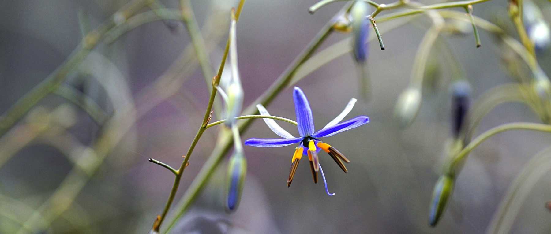 Dianella: Planting, Growing and Care