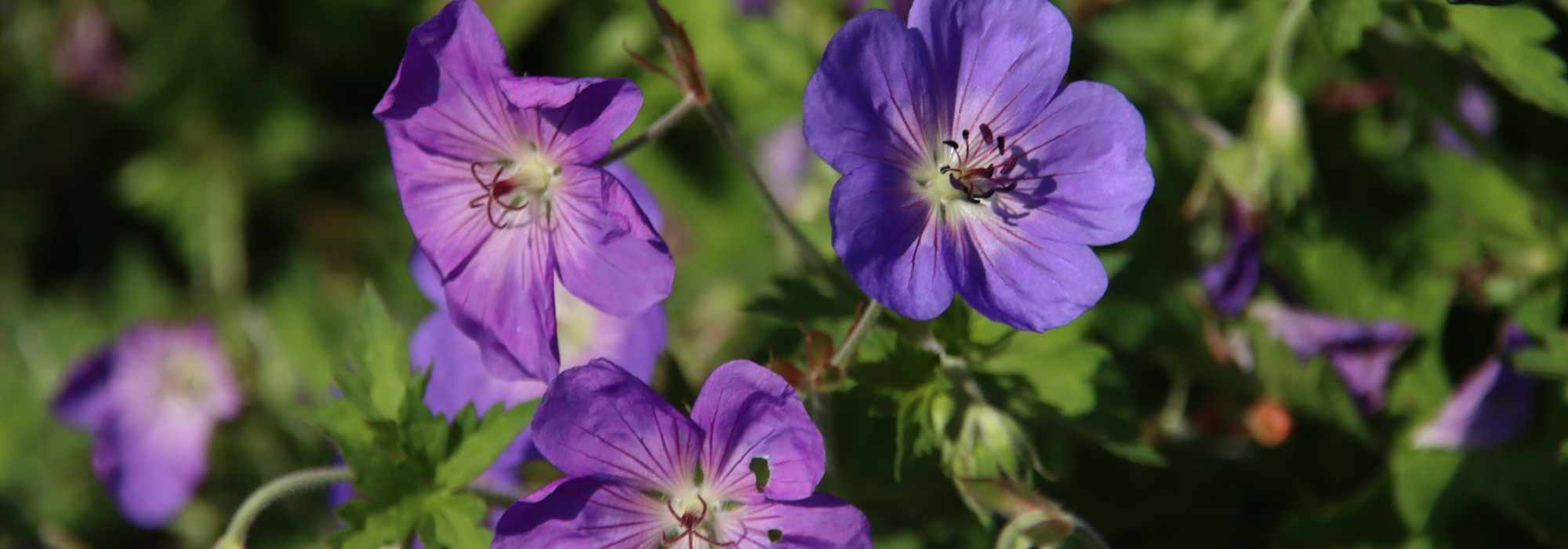 8 Hardy Geraniums for Beginners