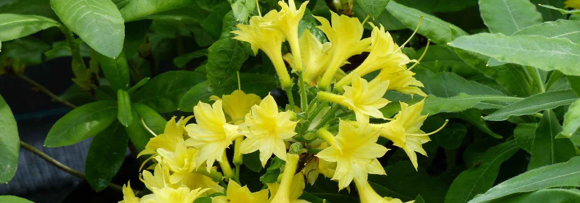 5 Chinese azaleas with yellow flowers