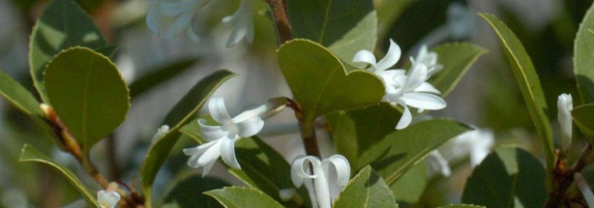 Growing an Osmanthus in a pot