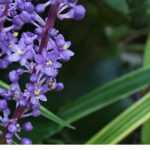 Growing Liriope in Pots