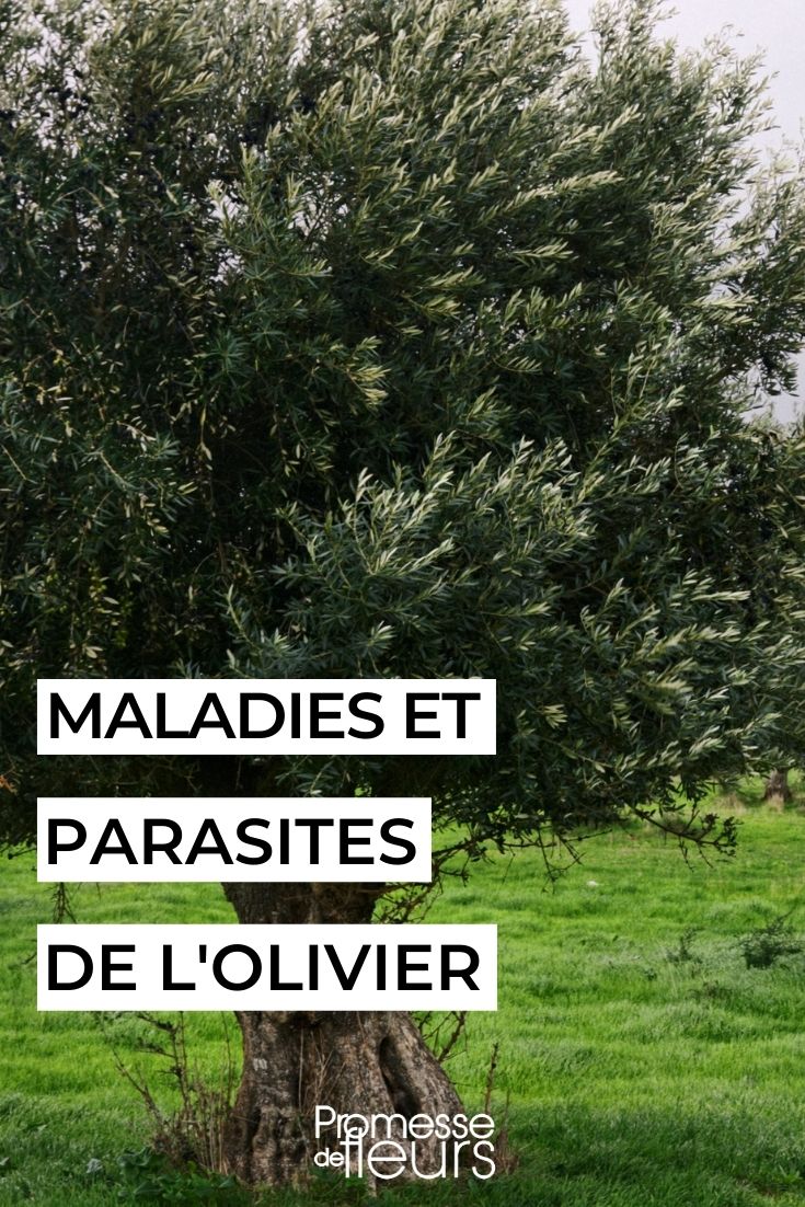 Diseases and Parasitic Issues of the Olive Tree Diseases and Parasitic Issues of the Olive Tree
