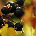 Blackcurrant: diseases and pests