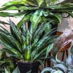 Growing the mangave in a pot