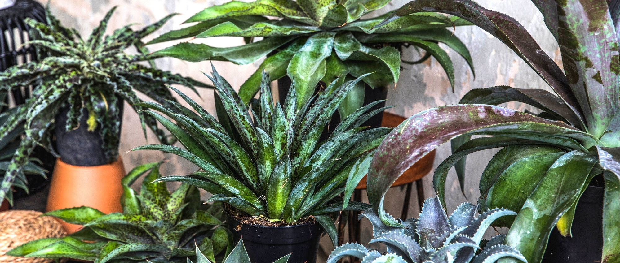 Growing the mangave in a pot