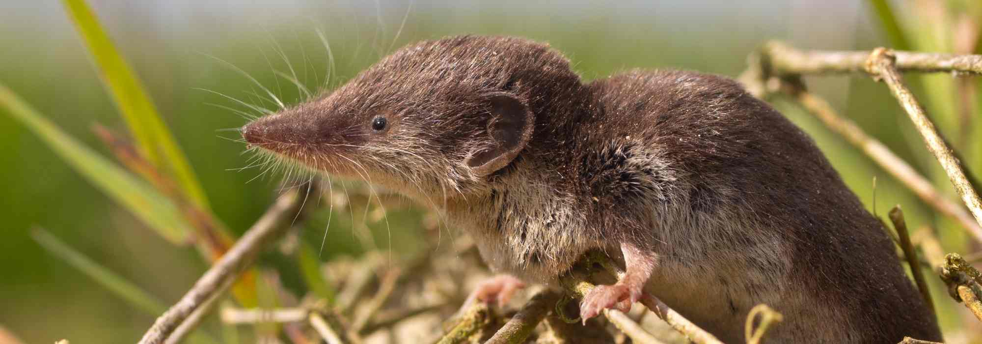 Garden Helper: The Shrew