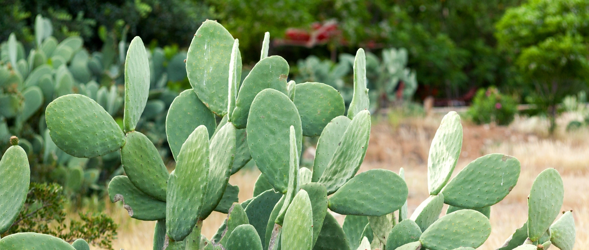 Associate the Opuntia