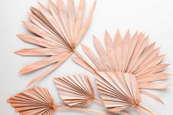 How to dry a palm leaf?