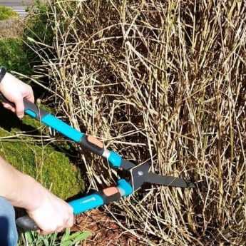 Pruning a Pennisetum: When and How?