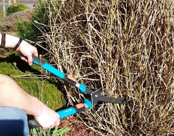 Pruning <em>Pennisetum</em>: when and how?