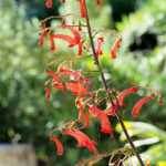 Phygelius: Planting, Growing and Caring
