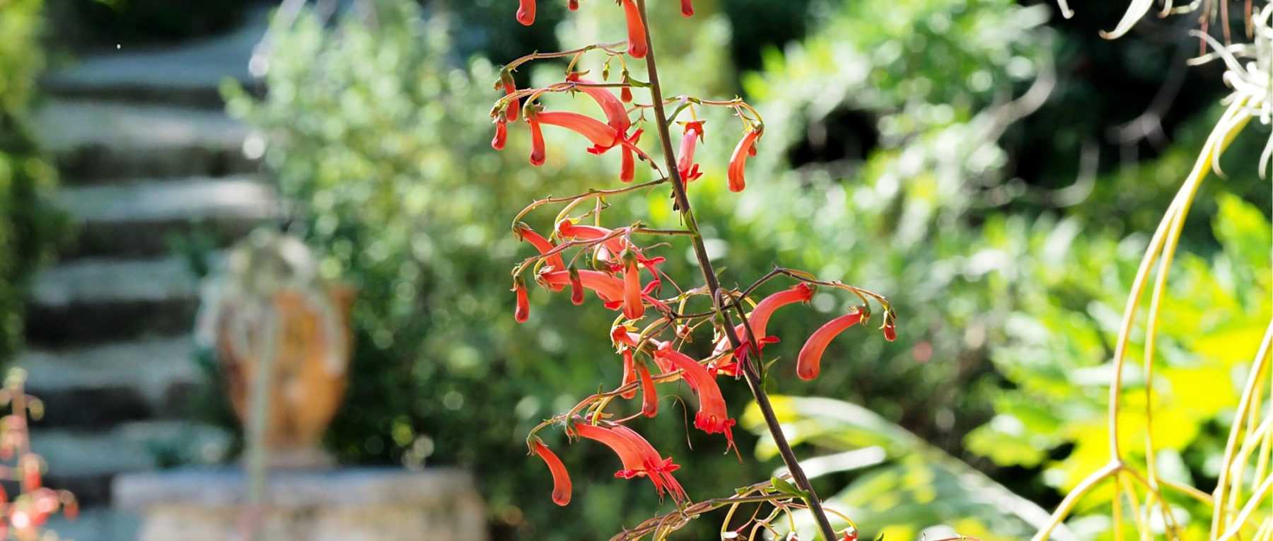 Phygelius: Planting, Growing and Caring