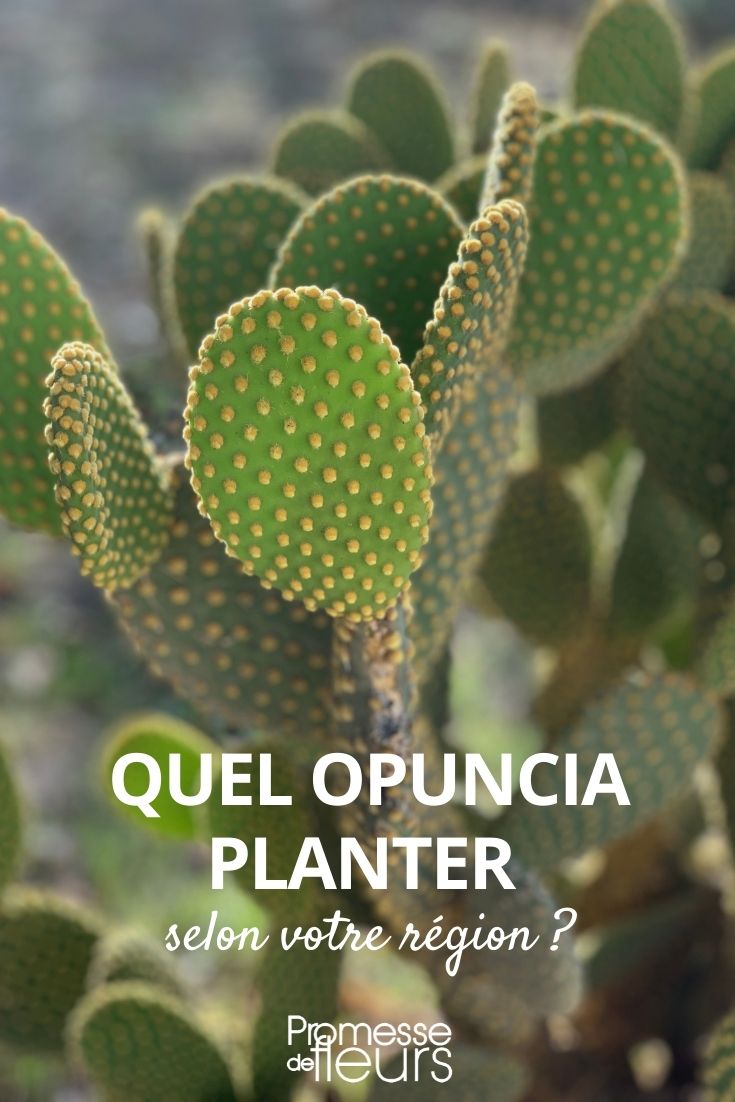 Which Opuntia to Plant Depending on Your Region Growing Opuntia According to the Climate of the Region