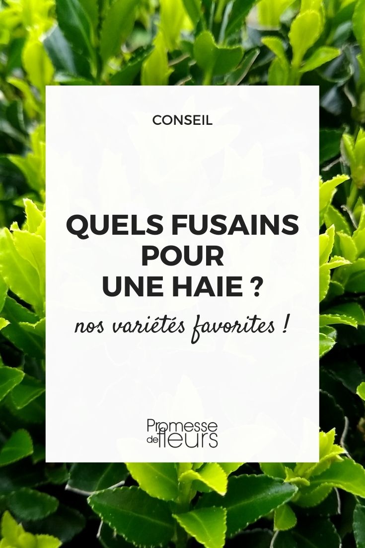 Which Spindle Trees to Choose for a Hedge - Part 2 Euonymus bush hedge