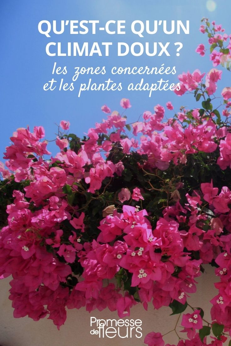 Mild Climate Zones and Plants