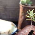 Recycle packaging in the garden