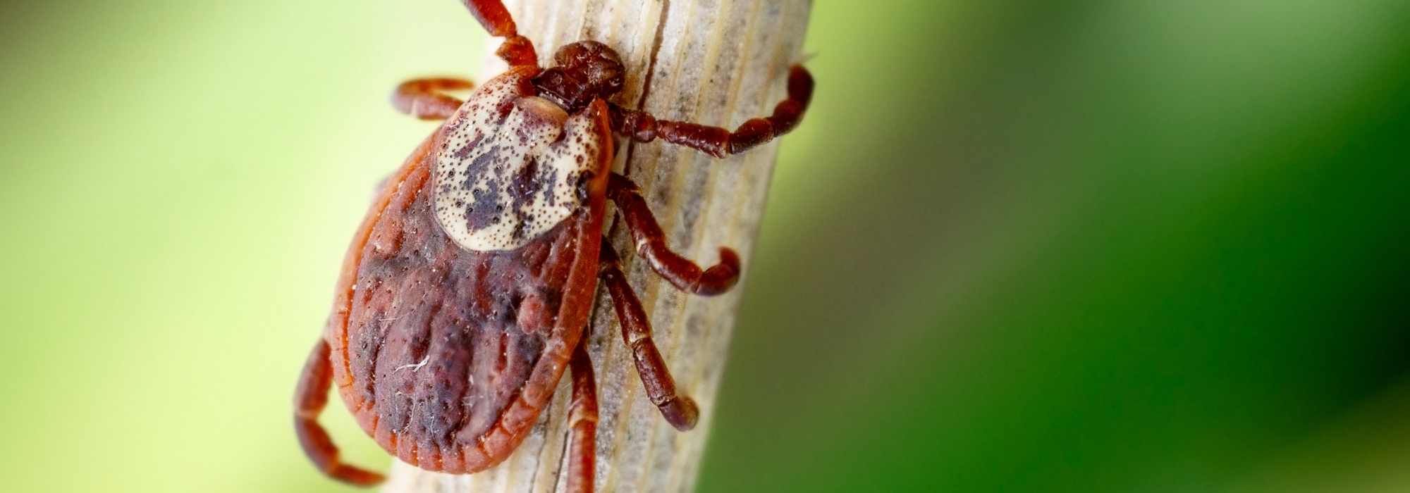 Fighting Ticks in the Garden