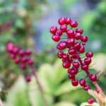 The most beautiful perennials with decorative fruits