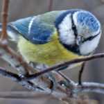 Welcoming Blue Tits to the Garden