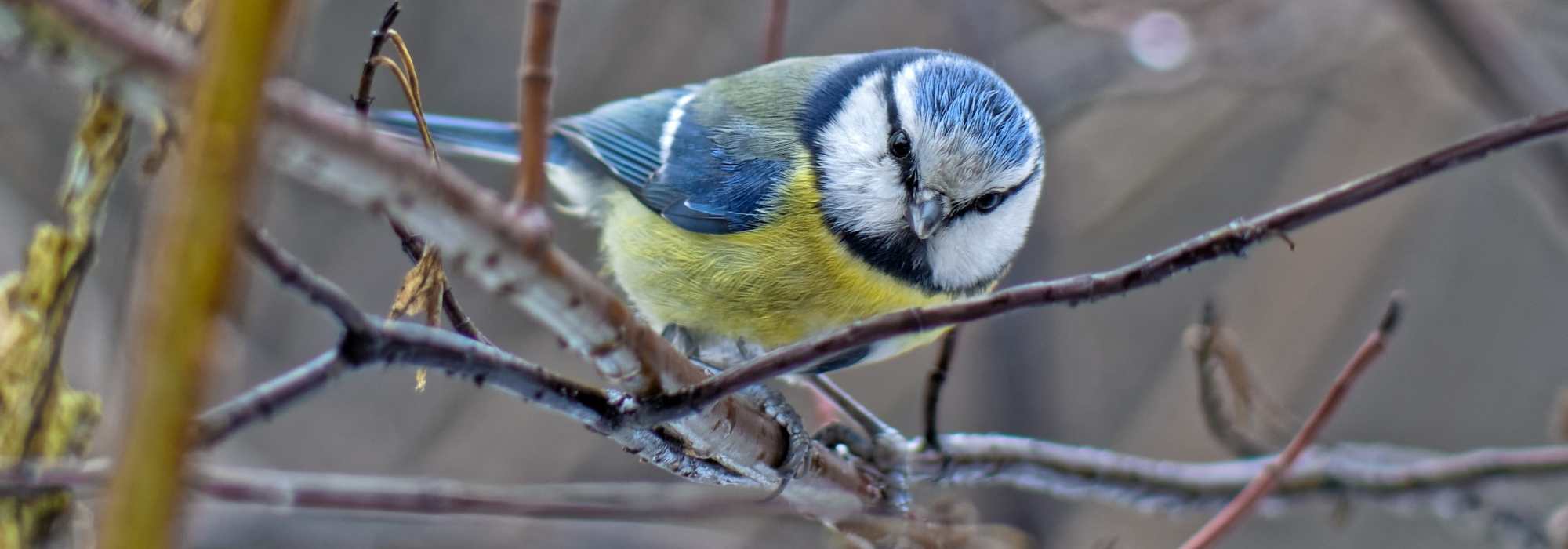 Welcoming Blue Tits to the Garden