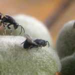 Diseases and Pests of the Almond Tree