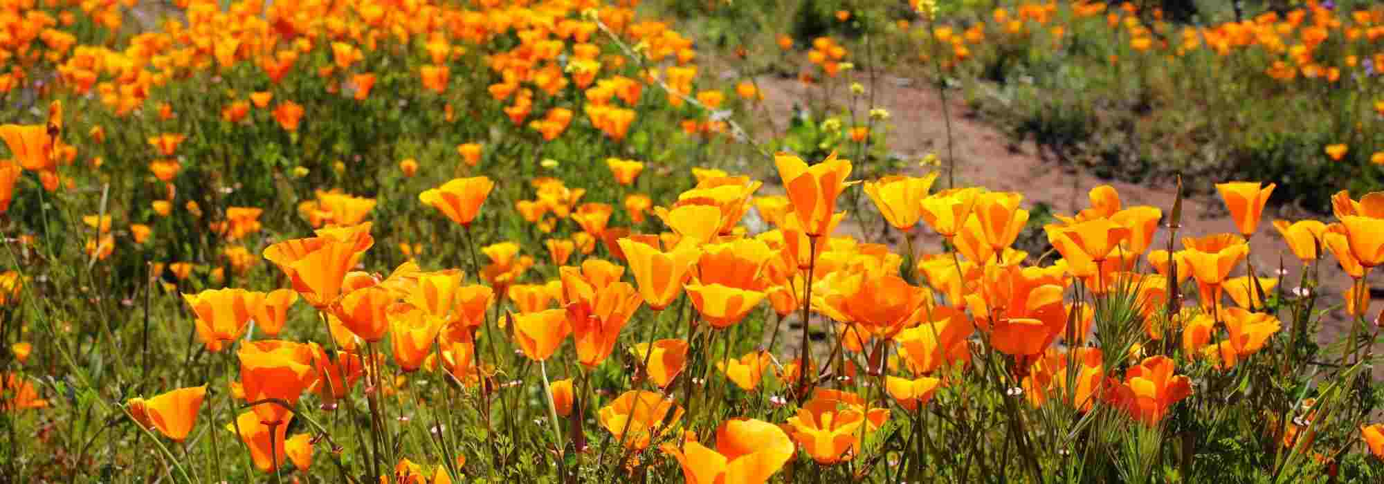 Annual plant: 8 species for dry garden
