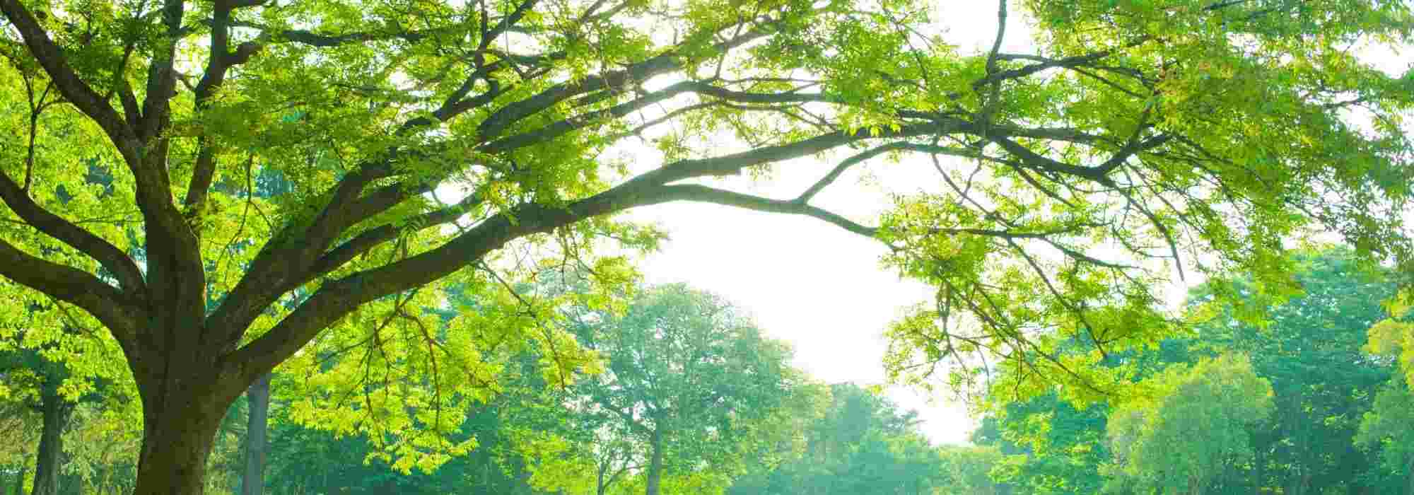 6 Beautiful Trees All Year Round