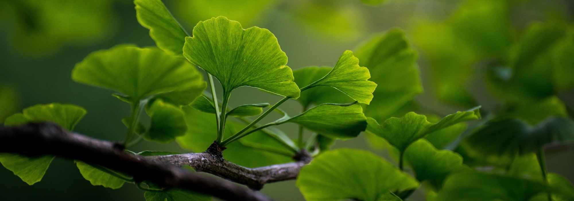 6 trees that produce their foliage late