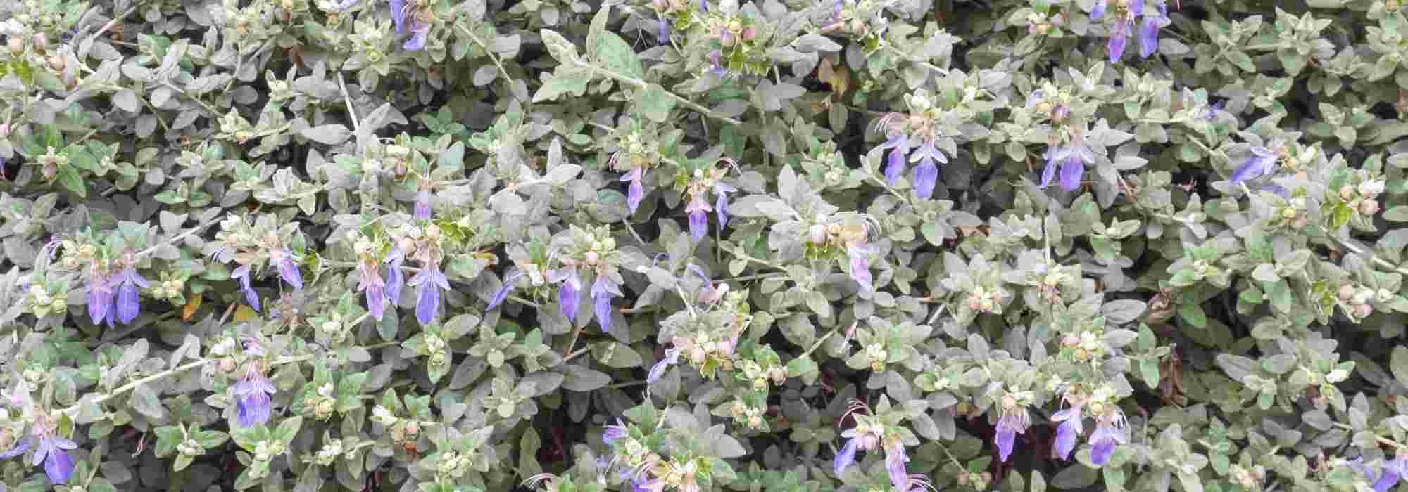 Associate the Teucrium