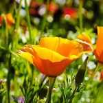 Pairing Orange Flowers
