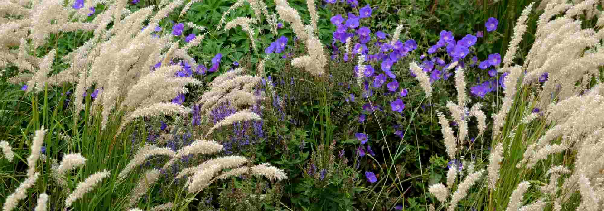 Melica: 6 ideas for pairing them