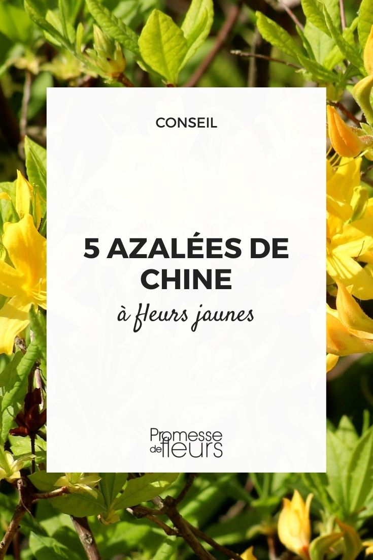 Chinese azalea yellow