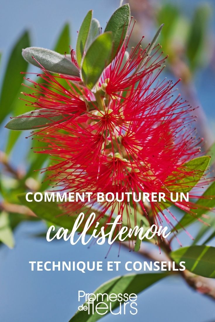 Taking Cuttings from Callistemon