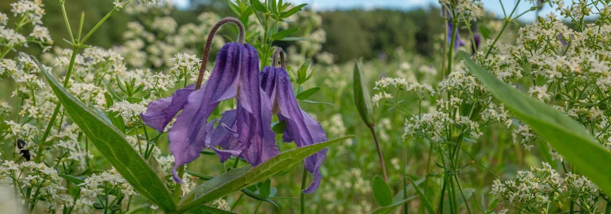 Associating herbaceous clematis